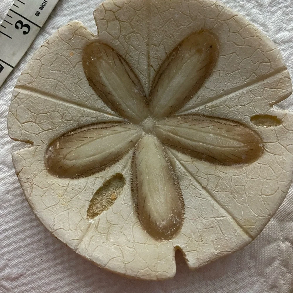 Sand Dollars and shell Decor Set - Picture 7 of 11